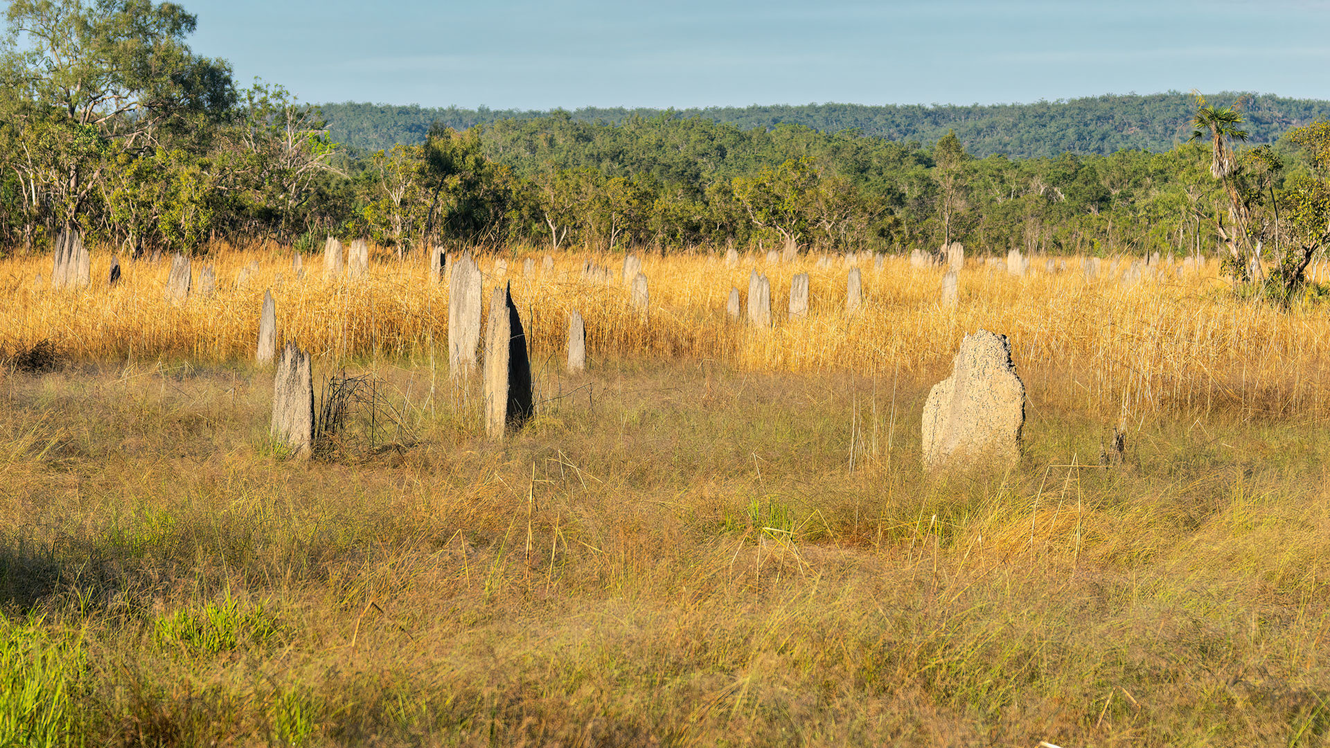 Litchfield National Park - Magnetische Termitenhügel